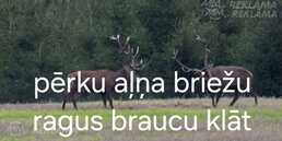 Pērku ragus - MM.LV