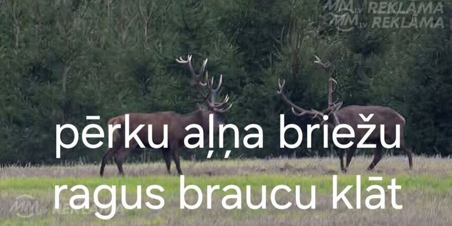 Pērku ragus - MM.LV