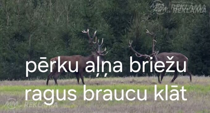 Pērku ragus - MM.LV