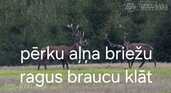 Pērku ragus - MM.LV