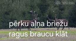 Pērku ragus Pērku ragus - MM.LV