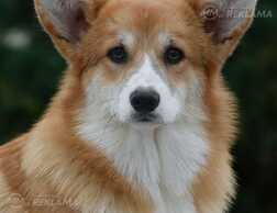 Вельш корги пемброк, рыжий кобель для шоу и дивана - MM.LV