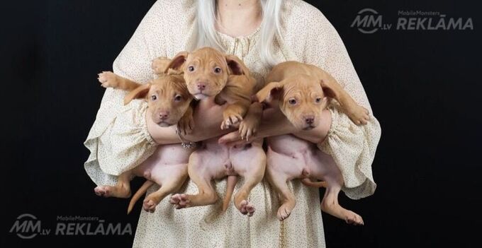 Щенки питбуля Щенки питбуля - MM.LV