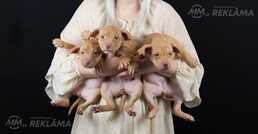 Щенки питбуля - MM.LV