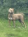 American Bully Xl - MM.LV - 2