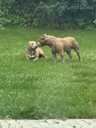 American Bully Xl - MM.LV - 3