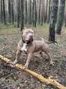 American Bully Xl - MM.LV - 4