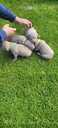 American Bully Xl - MM.LV - 5