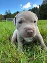 American Bully Xl - MM.LV - 6