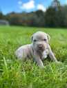 American Bully Xl - MM.LV - 7
