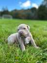 American Bully Xl - MM.LV - 8