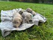 American Bully Xl - MM.LV - 9
