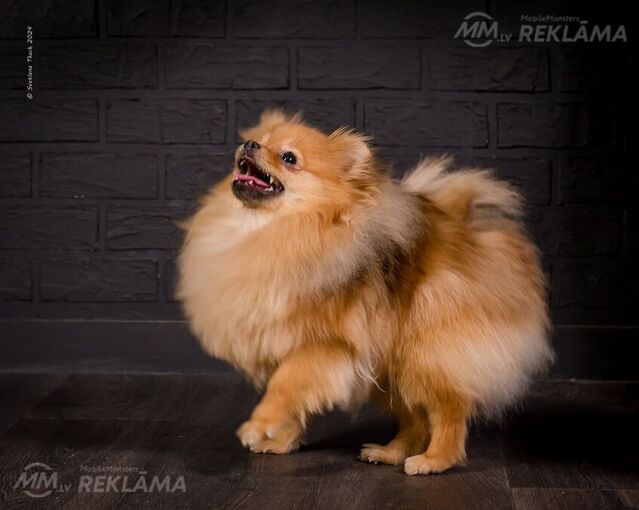 Шпиц девушка красотка Шпиц девушка красотка - MM.LV