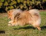 Шпиц девушка красотка - 2 Шпиц девушка красотка - MM.LV - 2