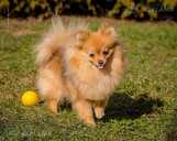 Шпиц девушка красотка - 3 Шпиц девушка красотка - MM.LV - 3