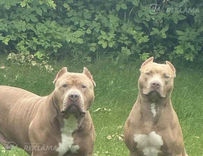 American Bully Xl American Bully Xl - MM.LV