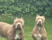 American Bully Xl - MM.LV