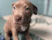 American Bully Xl - MM.LV - 2