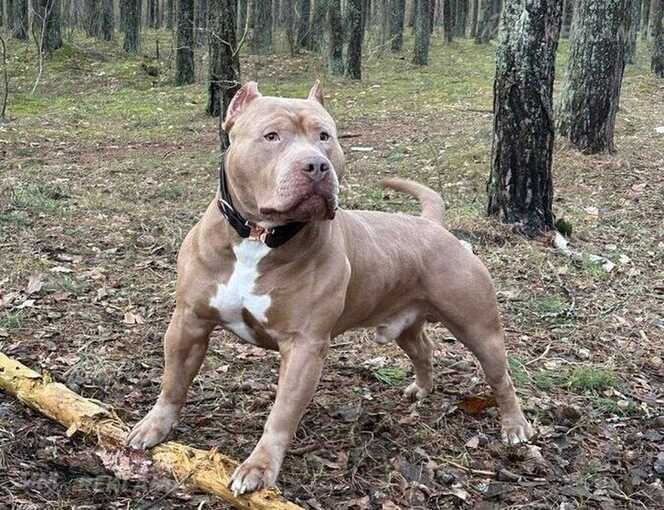 American Bully Xl American Bully Xl - MM.LV