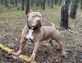 American Bully Xl - MM.LV - 1