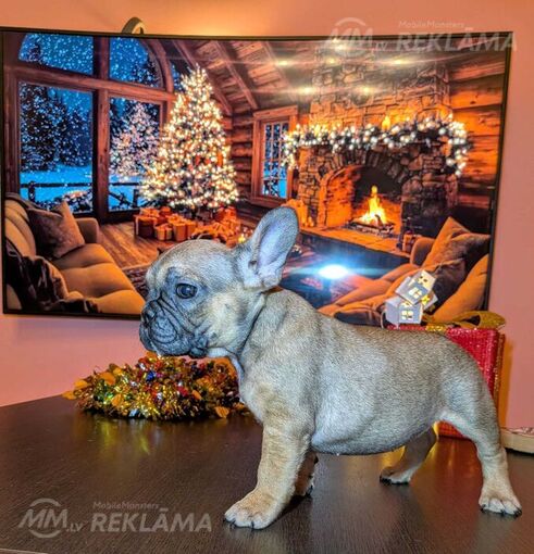 Francu Buldogs Francu Buldogs - MM.LV
