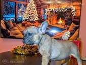 Francu Buldogs - 1 Francu Buldogs - MM.LV - 1