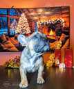 Francu Buldogs - 2 Francu Buldogs - MM.LV - 2