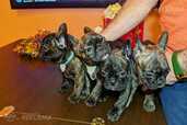 Francu Buldogs - 6 Francu Buldogs - MM.LV - 6