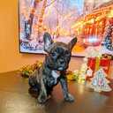 Francu Buldogs - 9 Francu Buldogs - MM.LV - 9