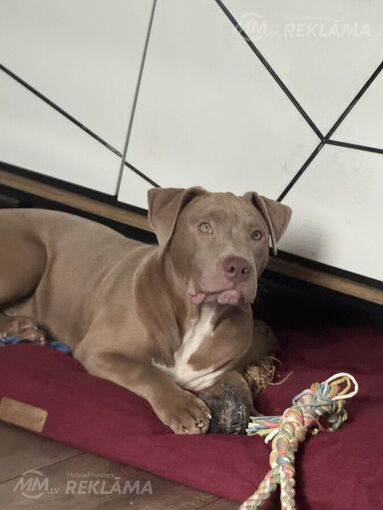 American Bully Xl - MM.LV