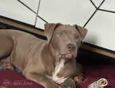 American Bully Xl - MM.LV - 1
