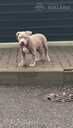 American Bully Xl - MM.LV - 3
