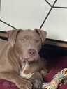 American Bully Xl - MM.LV - 4