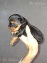 Purebred Yorkshire Terrier puppies. - 4 Purebred Yorkshire Terrier puppies. - MM.LV - 4