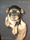 Purebred Yorkshire Terrier puppies. - 3 Purebred Yorkshire Terrier puppies. - MM.LV - 3