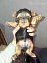 Purebred Yorkshire Terrier puppies. - 2 Purebred Yorkshire Terrier puppies. - MM.LV - 2