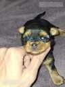 Purebred Yorkshire Terrier puppies. - 6 Purebred Yorkshire Terrier puppies. - MM.LV - 6