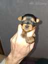 Purebred Yorkshire Terrier puppies. - 8 Purebred Yorkshire Terrier puppies. - MM.LV - 8