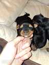 Purebred Yorkshire Terrier puppies. - 10 Purebred Yorkshire Terrier puppies. - MM.LV - 10