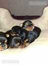 Purebred Yorkshire Terrier puppies. - 11 Purebred Yorkshire Terrier puppies. - MM.LV - 11
