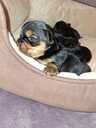 Purebred Yorkshire Terrier puppies. - 12 Purebred Yorkshire Terrier puppies. - MM.LV - 12