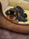 Purebred Yorkshire Terrier puppies. - 13 Purebred Yorkshire Terrier puppies. - MM.LV - 13