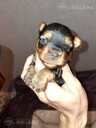 Purebred Yorkshire Terrier puppies. - 14 Purebred Yorkshire Terrier puppies. - MM.LV - 14