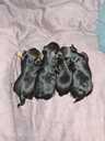 Purebred Yorkshire Terrier puppies. - 15 Purebred Yorkshire Terrier puppies. - MM.LV - 15