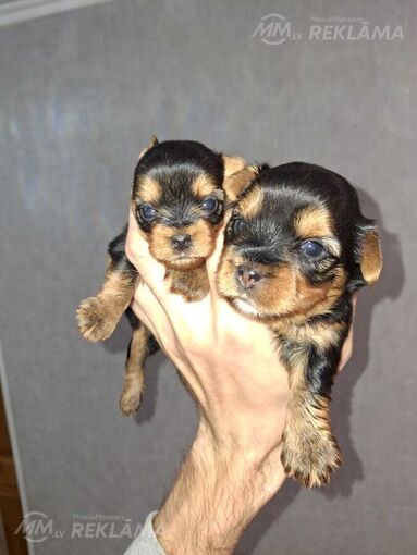 Purebred Yorkshire Terrier puppies. Purebred Yorkshire Terrier puppies. - MM.LV