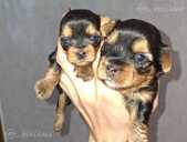 Purebred Yorkshire Terrier puppies. Purebred Yorkshire Terrier puppies. - MM.LV