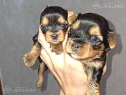 Purebred Yorkshire Terrier puppies. Purebred Yorkshire Terrier puppies. - MM.LV