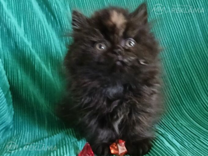 Персидские котята Персидские котята - MM.LV