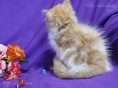 Персидские котята - 3 Персидские котята - MM.LV - 3