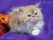Персидские котята - 5 Персидские котята - MM.LV - 5